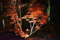 Krásy podzimní zahrady, osvětlený javor, Focus LED 3W 
