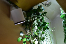Osvětlení rostlin v interiéru reflektorem Aster Ignia Green 